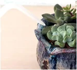 2 Pack Watering Can, 250ML & 500ML Succulent Bottle, Plant Squeeze Bend Mouth Safety Wash, Small Medium White 6