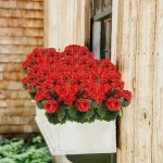 1Pc Begonia Flower Artificial Plants Wedding Background Wall Decor Home Windowsill Bonsai Christmas Garlands Vase DIY Scrapbook 3