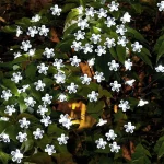 1pc 5/7/12/22M Solar String Sakura Lights 20/50/100/200LEDS Outdoor Waterproof Festival Garden Decorative Lights 5