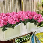 1Pc Begonia Flower Artificial Plants Wedding Background Wall Decor Home Windowsill Bonsai Christmas Garlands Vase DIY Scrapbook 5