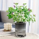 Lazy Hydroponic Flower Pot Automatic Water-Absorbing Flowerpot Transparent Double Layer Plastic Self Watering Planter Office 5