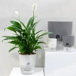 Transparent Double Layer Plastic Flower Pot Self Watering Flowerpot Cotton Rope Watering Small Plant Pot with Injection Port 4