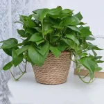 Straw Weaving Flower Plant Pot Basket Grass Planter Basket Indoor Outdoor Flower Pot Cover Plant Containers for Plantable Plants 4