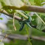 20Pcs Plant Fixed Clips Reusable Garden  Greenhouse Bracket for Fixed Plants Vine Flower  Seedling Stem Suppor t Garden Supplies 6
