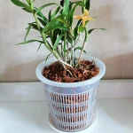 11/14/16/19cm Mesh Pot Root Control Transparent Flowerpot for Flower Breathable Growth Container Drainage Hole Orchid Pot 4