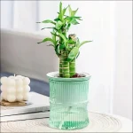 Lazy Hydroponic Flower Pot Automatic Water-Absorbing Flowerpot Transparent Double Layer Plastic Self Watering Planter Office 4