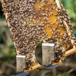 1pc Beekeepers Extracting Scraper Beekeeping Stainless Steel HookHive Tool Beekeeping Equipment 6