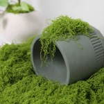 30/50/100g Artificial Green Plants Moss Grass Home Living Room Garden Decoration Mini Landscape Fake Flower DIY Crafts 3