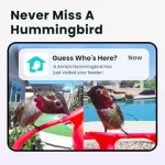 Hummingbird Feeder with Dual Cameras AI Identify - 2K HD Smart Cameras Close-Up Bird Video/Live Watching Instant Notifications 3