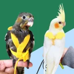 Adjustable Parrot Bird Harness Leash Set Anti-bite Training Harness Parrots Outdoor Flying Rope Cockatiel Small Birds Supplies 2
