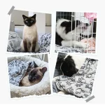 Winter Soft Dog Blanket Washable, Cat Blanket for Indoor Cats Mat Large Medium Small Dog Gifts Puppy Essentials (Grey) Bed 2