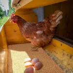 Eco-Friendly Coconut Coir & Palm Fiber Chicken Nesting Pads - Reusable Hens Bedding Mats for Egg Laying, Durable Poultry Coop 5