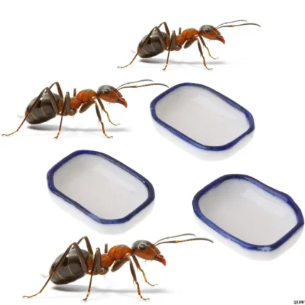 Ant farm Feeding Plate Insect Food Water Bowl for Ant Anthill Feeding Container Tool Ant House Food Feeder Ant Nest Accessories