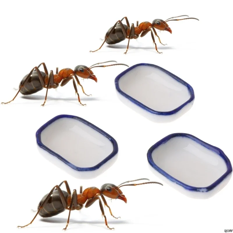Ant farm Feeding Plate Insect Food Water Bowl for Ant Anthill Feeding Container Tool Ant House Food Feeder Ant Nest Accessories Ant farm Feeding Plate Insect Food Water Bowl for Ant Anthill Feeding Container Tool Ant House Food Feeder Ant Nest Accessories