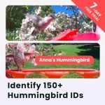 Hummingbird Feeder with Dual Cameras AI Identify - 2K HD Smart Cameras Close-Up Bird Video/Live Watching Instant Notifications 5