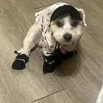 4pcs Water-Resistant Dog Shoes For Small Dogs - Protect Your Pet's Paws And Keep Them Dry,Outdoor rain boots for dogs 4