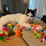 56pcs/28pcs/14pcs Kitten Toys Variety Pack-Pet Cat Toys Combination Set Cat Toy Funny Cat Stick Mouse Bell Ball Cat Supplies 3