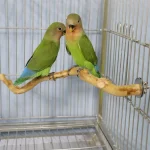 Natural Parrot Perch Bird Stand Tree Stick Paw Grinding Fork Parakeet Climbing Bird Standing Branches Toys Birdcage Accessories 3