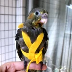 Parrot Flying Harness Leash Suit Macaw Accessories Stuff For Budgie Pet Bird Outdoor Flight Training Rope Cockatiel Supplies NEW 2