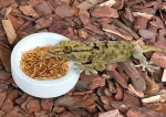 Reptile Water Food Bowl Worm Dish Ceramic Pet Bowls Anti-Escape Mini Reptile Mealworms Bowl for Lizard Bearded Dragon 5