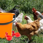 Chicken Drinking Bowl Poultry Automatic Water Dispenser Pigeon Automatic Water Dispenser Small Chick Feeding Bowl Chicken Coop 2