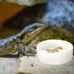 Reptile Food Bowl Anti-Escape Ceramic Feeder Dish Reptile Water Bowl for Hermit Crab Leopard Gecko Chameleon Corn Snake Y5GB 3