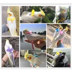 Parrot Flying Harness Leash Suit Macaw Accessories Stuff For Budgie Pet Bird Outdoor Flight Training Rope Cockatiel Supplies NEW 4