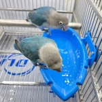 Parrot Food Tray Multifunction Creative Blue Bathtub Animal Cage Standing Wash Shower Box Bird Toys Pet Cleaning Products 4