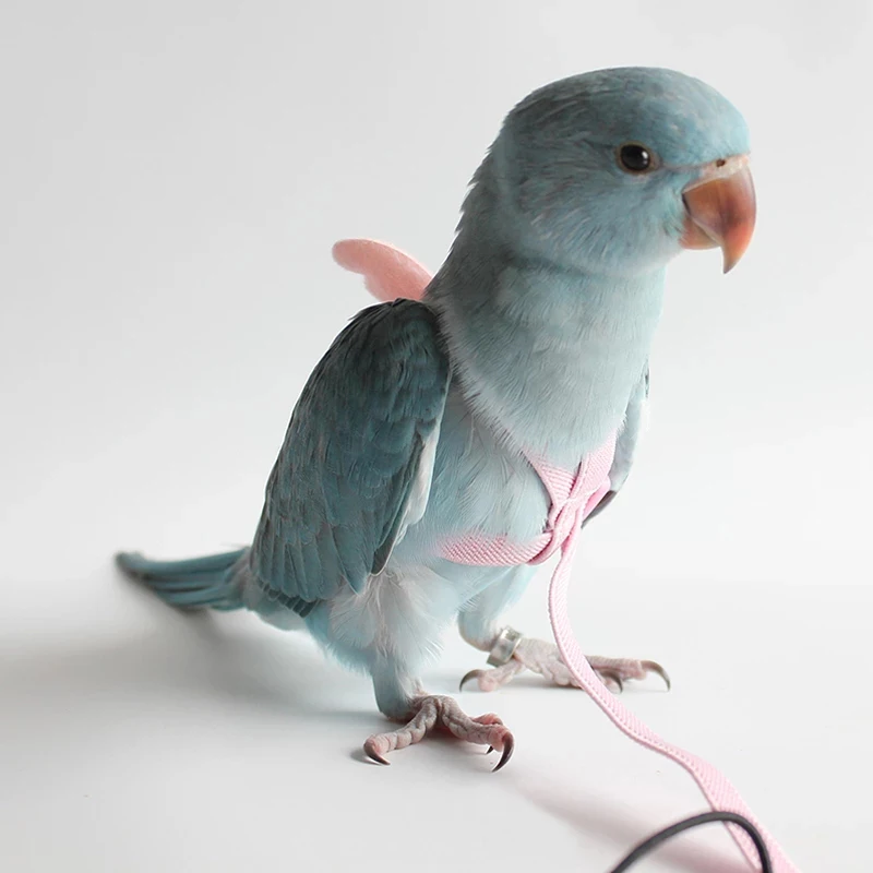 Parrot Flying Harness Leash Suit Macaw Accessories Stuff For Budgie Pet Bird Outdoor Flight Training Rope Cockatiel Supplies NEW Parrot Flying Harness Leash Suit Macaw Accessories Stuff For Budgie Pet Bird Outdoor Flight Training Rope Cockatiel Supplies NEW
