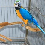 Natural Parrot Perch Bird Stand Tree Stick Paw Grinding Fork Parakeet Climbing Bird Standing Branches Toys Birdcage Accessories 4