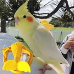 Adjustable Parrot Bird Harness Leash Set Anti-bite Training Harness Parrots Outdoor Flying Rope Cockatiel Small Birds Supplies 3