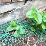 Green Strawberry Planting Stand Plastic Plant Support Cage Garden Anti-rot Strawberry Growing Racks Holder with 3/4Sturdy Legs 5