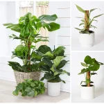 30/40/50cm Plant Climbing Coir Totem Pole Safe Gardening Coconut Stick For Climbing Plants Vines And Creepers Plant Support 5