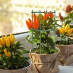 Plastic Plant Support Pile Stand Plant Support Pile for Flowers Greenhouses Arrangement Fixing Rod Holder Garden Tools 2