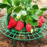 Green Strawberry Planting Stand Plastic Plant Support Cage Garden Anti-rot Strawberry Growing Racks Holder with 3/4Sturdy Legs 3