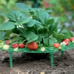 Green Strawberry Planting Stand Plastic Plant Support Cage Garden Anti-rot Strawberry Growing Racks Holder with 3/4Sturdy Legs 4